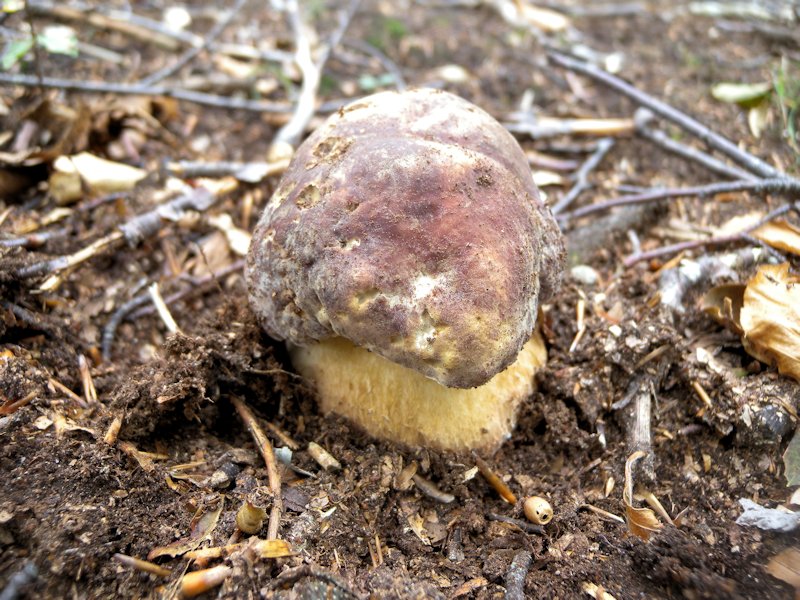 Funghi dall''Appennino